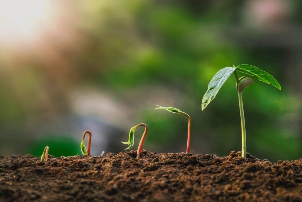 plantas composta